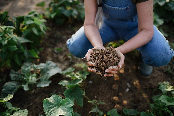 Farmer with agriculture and farming insurance hold dirt next to crops in field